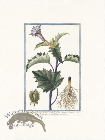 Bonelli 092 Spiked fruit